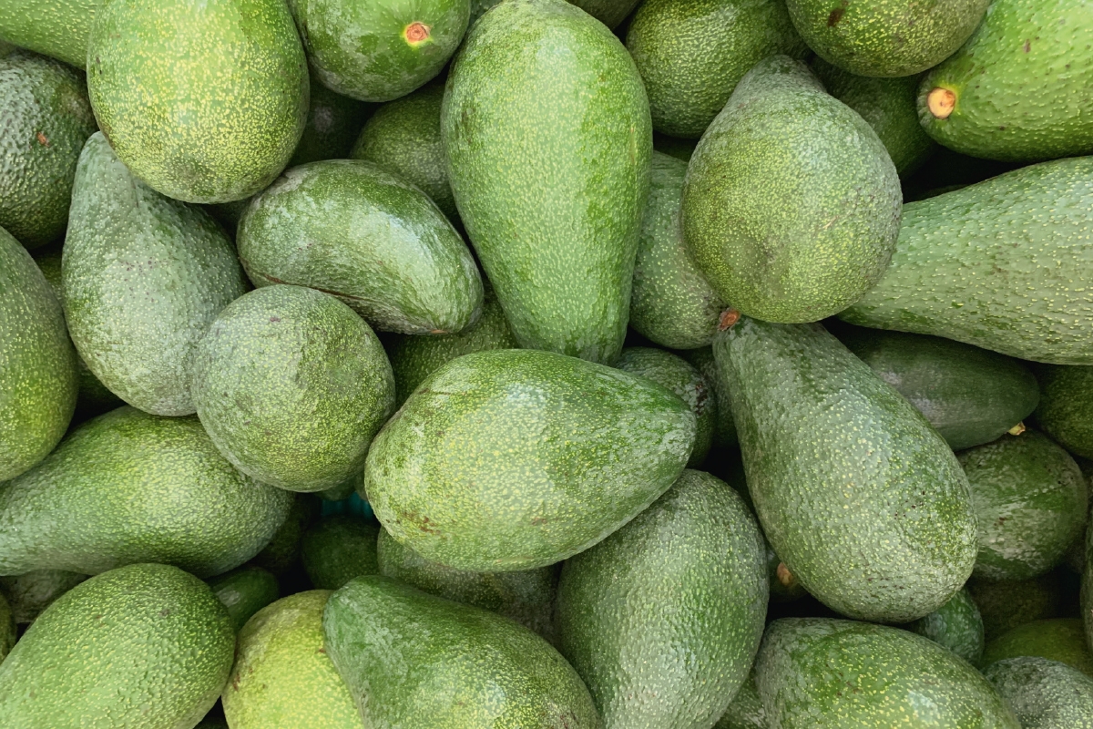 Bin Avokado